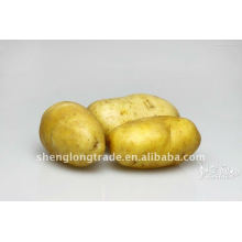 Delicious Fresh potato exportador